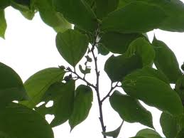 Image result for Astropanax polysciadius