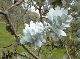 There are some native eucalyptus but the majority have been introduced. The Story Of Our Eucalypts Curious