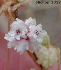 Image result for Cuscuta approximata