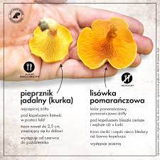 Zakup szybko idealną grzybnię kurki. Sezon Na Grzyby Kurki To Czeste Lupy Ale Mozna Je Pomylic Lasy Panstwowe Ostrzegaja I Nowosci Haps Pl