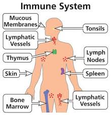 Medicine Immunological Aspects Of Infections Part 1 Immune System Body Systems Lymphatic System