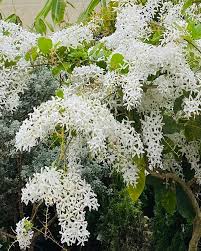 Image result for Petrea volubilis