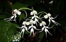 Image result for Habenaria malacophylla
