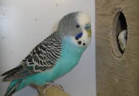 Www Parkieten Online Nl Aves