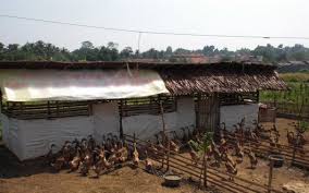 Meskipun hanya kandang bebek sederhana, namun tetap harus diperhitungkan dengan tepat. Panduan Umum Ternak Bebek Alam Tani