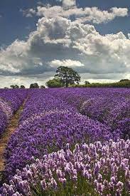 Beautiful Somerset Lavender Farm Facebook I Love England Lovely Lavender Beautiful Nature Beautiful Flowers