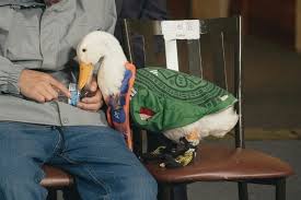 Pato Merlin