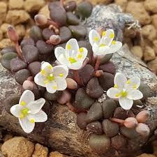 Image result for Anacampseros subnuda