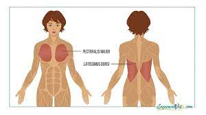 Pec major is a large muscle in the upper body that influences shoulder movement, upper torso function, and breathing. 3 Essential Steps To Protecting Your Shoulders In Yoga Yogauonline