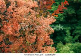 Cotinus, the smoketree or smoke bush, is a genus of two species of flowering plants in the family anacardiaceae, closely related to the sumacs (rhus). Cotinus Coggygria Scop Royal Purple Cotinus Coggygria Syn Rhus Cotinus European Smoketree Eurasian Smoketree Smoke Canstock