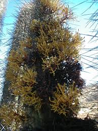 Image result for Dyschoriste trichocalyx