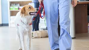 All are subsidiaries of nationwide mutual insurance company. Pet Insurance As An Employee Benefit Nationwide