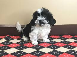 Healthy cavapoo puppies for sale in amish country by kate's puppies. Cavapoo Dog Female Black White 2588299 Petland Mason Oh
