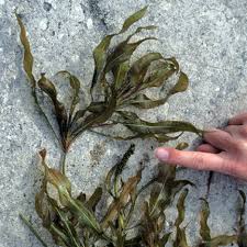 Image result for Potamogeton pusillus