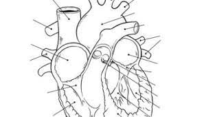 The plant cell has many different features that allow it to carry out its functions. Pin On Tim Van De Vall