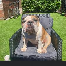 Alan Dace (@alan_dace)