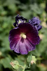 Image result for Alcea rosea