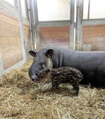 New Year New Tapir At Franklin Park Zoo Franklin Park Zoo Tapir Zoo