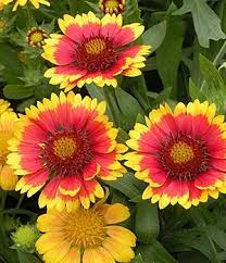 Check spelling or type a new query. Pin On Sunny Plants