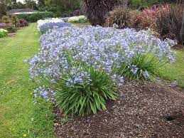 Flickr Plants Vertical Garden Plants Agapanthus