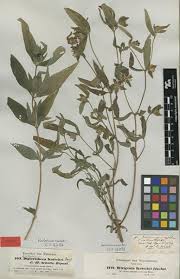 Image result for Aspilia kotschyi