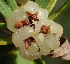 Image result for Pollichia campestris