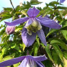 We did not find results for: Clematis Frankie Alfred Forster Ag Schweizer Baumschule