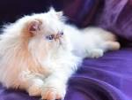 HIMALAYAN PERSIAN CATTERY IN CALIFORNIA - Kingsley Kittens ...