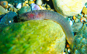 Image result for Gouania