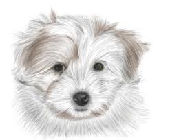 Coton De Tulear Stock Illustrations 18 Coton De Tulear Stock Illustrations Vectors Clipart Dreamstime