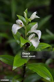 Image result for Brachycorythis