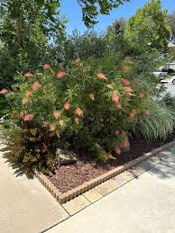 Image result for Grevillea