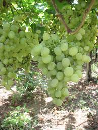 Cepa criada pelo instituto de viticultura de chisinau na moldávia, cruzando pbeda com kishmish. Uva Da Tavola Terra E Vita