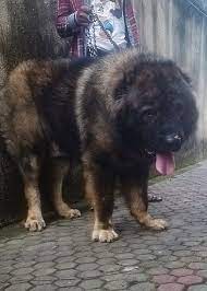 However, there is no recorded maximum height or weight. Meet The Biggest Caucasian Shepherd In Nigeria Now Pets Nigeria