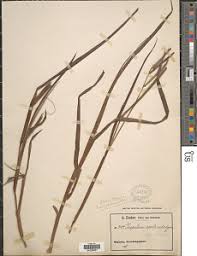 Image result for Coleotrype laurentii