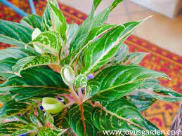 Maybe you would like to learn more about one of these? Chinese Evergreen Care And Growing Tips Joy Us Garden