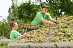 Dachbegrunung Die Wichtigsten Infos In 2020 Dachbegrunung Dach Extensive Begrunung