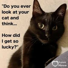 1920x1080 cat ❤ 4k hd desktop wallpaper for 4k ultra hd tv • wide & ultra>. Pin By Robin Gonzalez On Cats Cat Lover Quote Cats Pretty Cats