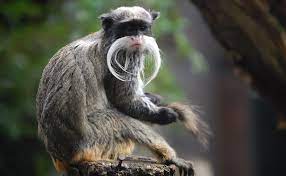 Emperor Tamarin Animals Koala Bear List Of Animals
