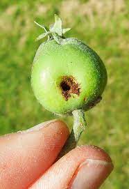 Apple trees grown in commercial orchards are sprayed with chemicals 10 to 20 times a year, according to vegetable gardener magazine. Insect Pests Cooperative Extension Tree Fruits University Of Maine Cooperative Extension