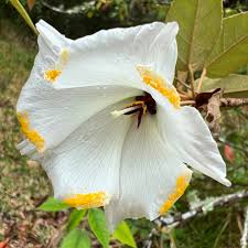 Image result for Melhania