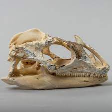 Real Rhinoceros Iguana Skeleton Skeleton For Sale Rhinoceros Iguana