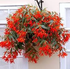 Image result for Begonia poculifera