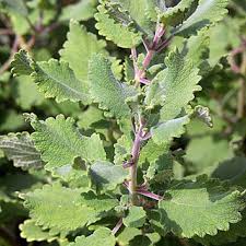 Image result for Tetradenia bainesii