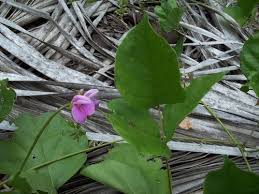 Image result for Canavalia cathartica