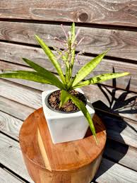 Image result for Sansevieria parva
