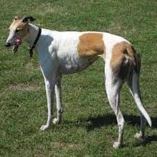 If you are unable to find your italian greyhound puppy in our puppy for sale or dog for sale sections, please consider looking thru thousands of italian greyhound dogs for adoption. Greyhound Dog For Sale