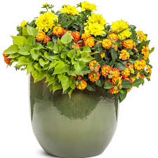 Image result for Lantana angolensis