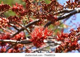 Image result for Phragmanthera cornetii