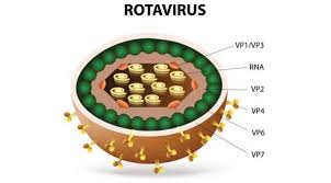 Image result for Rotavirus